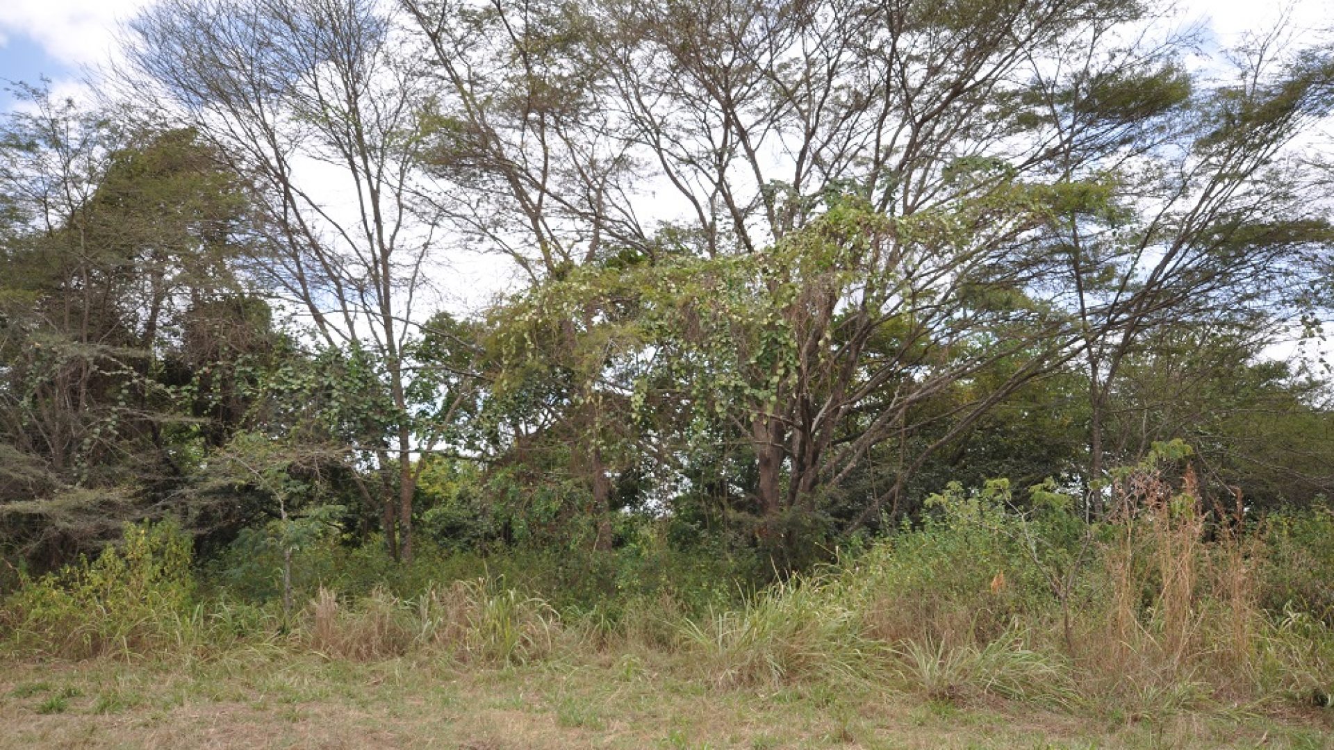 The View of the Land for Sale in Usa River, Arusha by Tanaganyika Estate Agents
