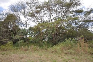 The View of the Land for Sale in Usa River, Arusha by Tanaganyika Estate Agents