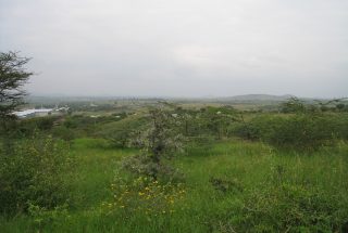 Some of the 9 Acres for Sale in Mateves, Arusha by Tanganyika Estate Agents
