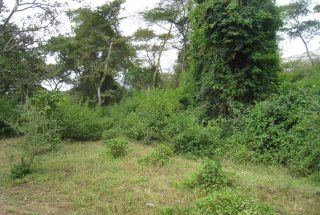 The Land for Sale on an Ex Coffee Estate, Arusha by Tanganyika Estate Agents