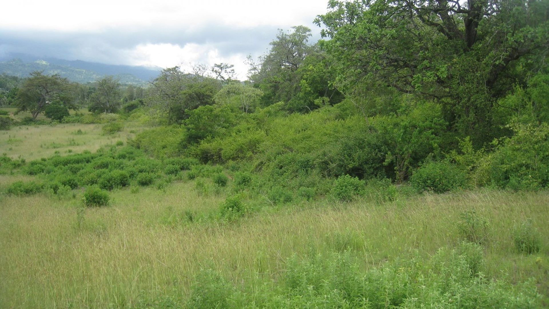 View of the Plot of Land for Sale in Usa River, Arusha by Tanganyika Estate Agents