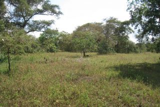 Some of Views of the 3 Acre Plot for Sale in Usa River, Arusha by Tanganyika Estate Agents