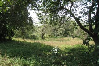 Some of Views of the 3 Acre Plot for Sale in Usa River, Arusha by Tanganyika Estate Agents