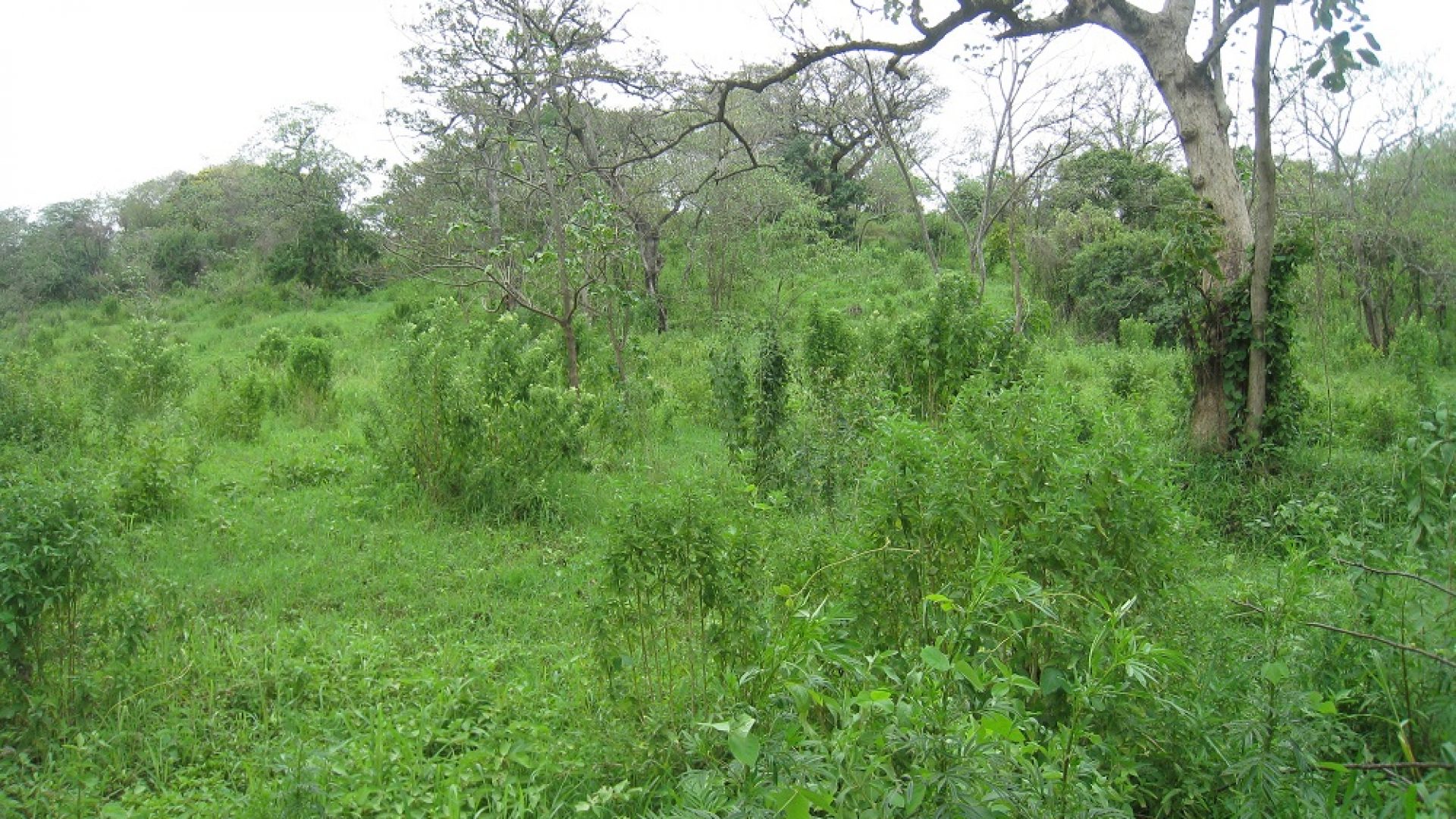 Plot of Land for Sale in Usa River, Arusha
