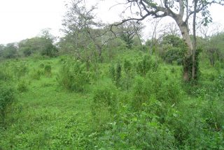 View of the Plot of Land for Sale in Usa River, Arusha by Tanganyika Estate Agents
