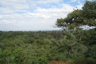 The Land for Sale on an Ex Coffee Estate, Arusha by Tanganyika Estate Agents