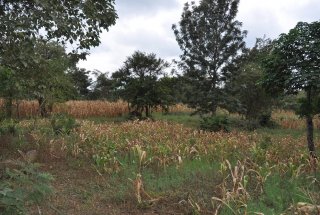 The View of the Eight Acres of Land for Sale in Usa River, Arusha by Tanaganyika Estate Agents