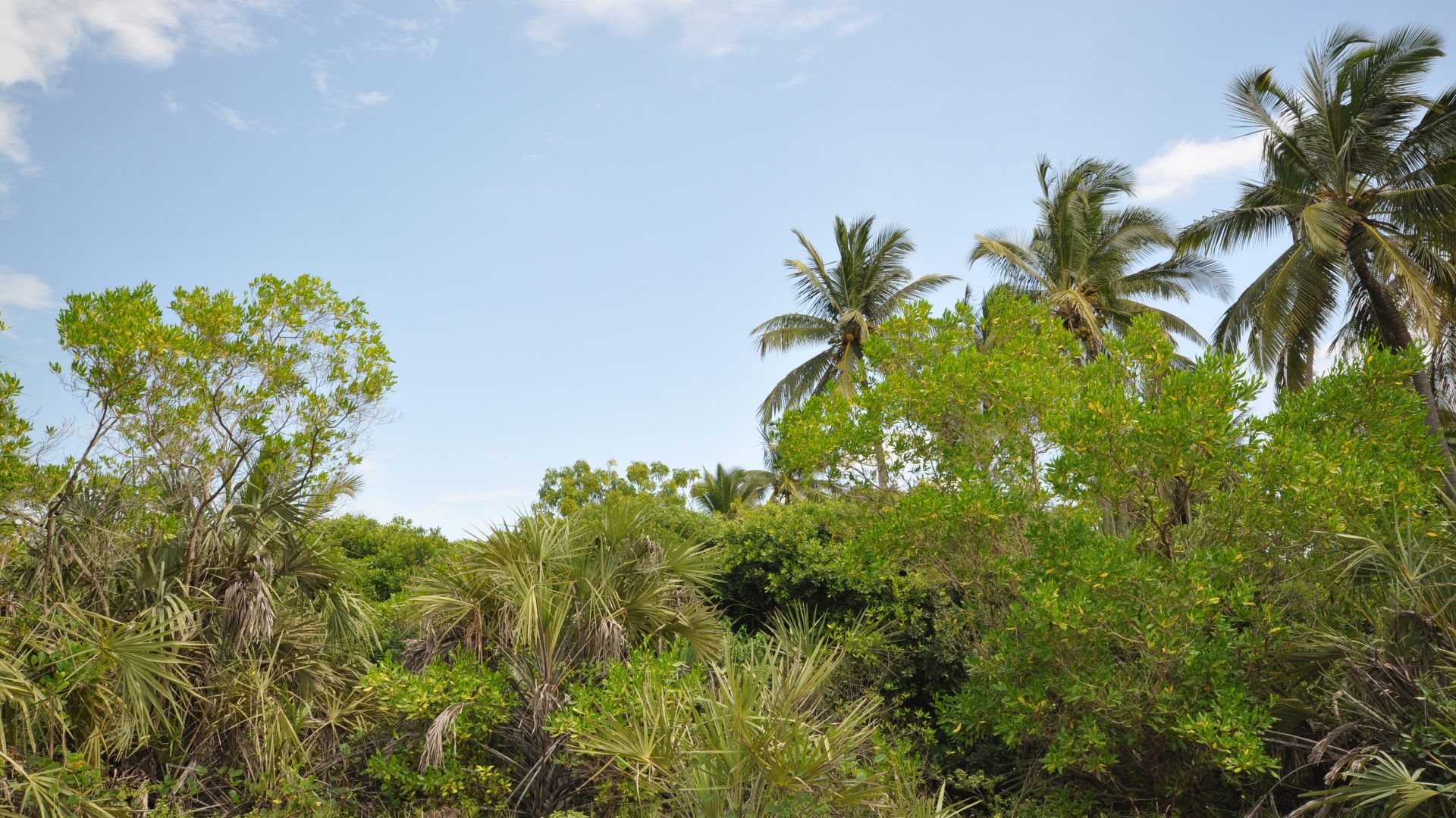 The 6 Acre Prime Beachfront Plot for Sale in Ushongo by Tanganyika Estate Agents