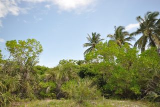 The 6 Acre Prime Beachfront Plot for Sale in Ushongo by Tanganyika Estate Agents
