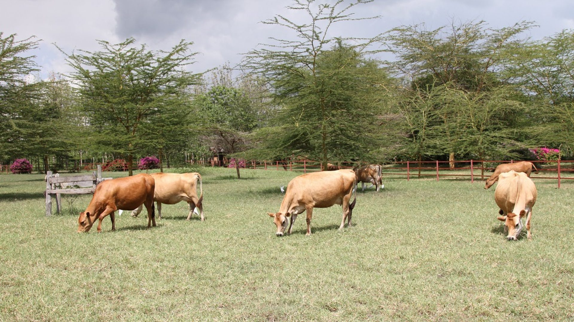 Cows on the Property of the 6 Bedroom House for Sale in Arusha by Tanganyika Estate Agents