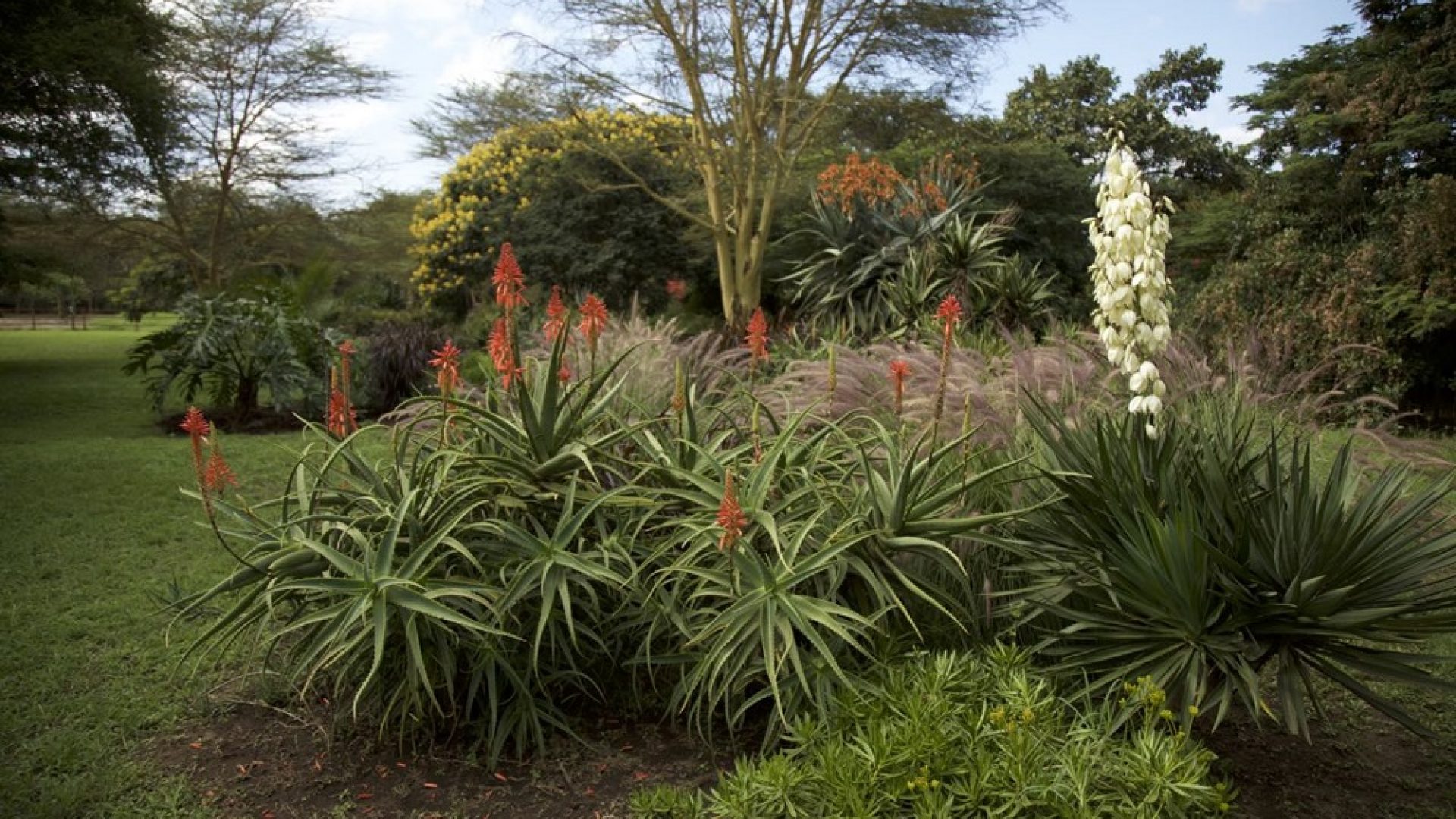 Garden of the of the 6 Bedroom House for Sale in Arusha by Tanganyika Estate Agents