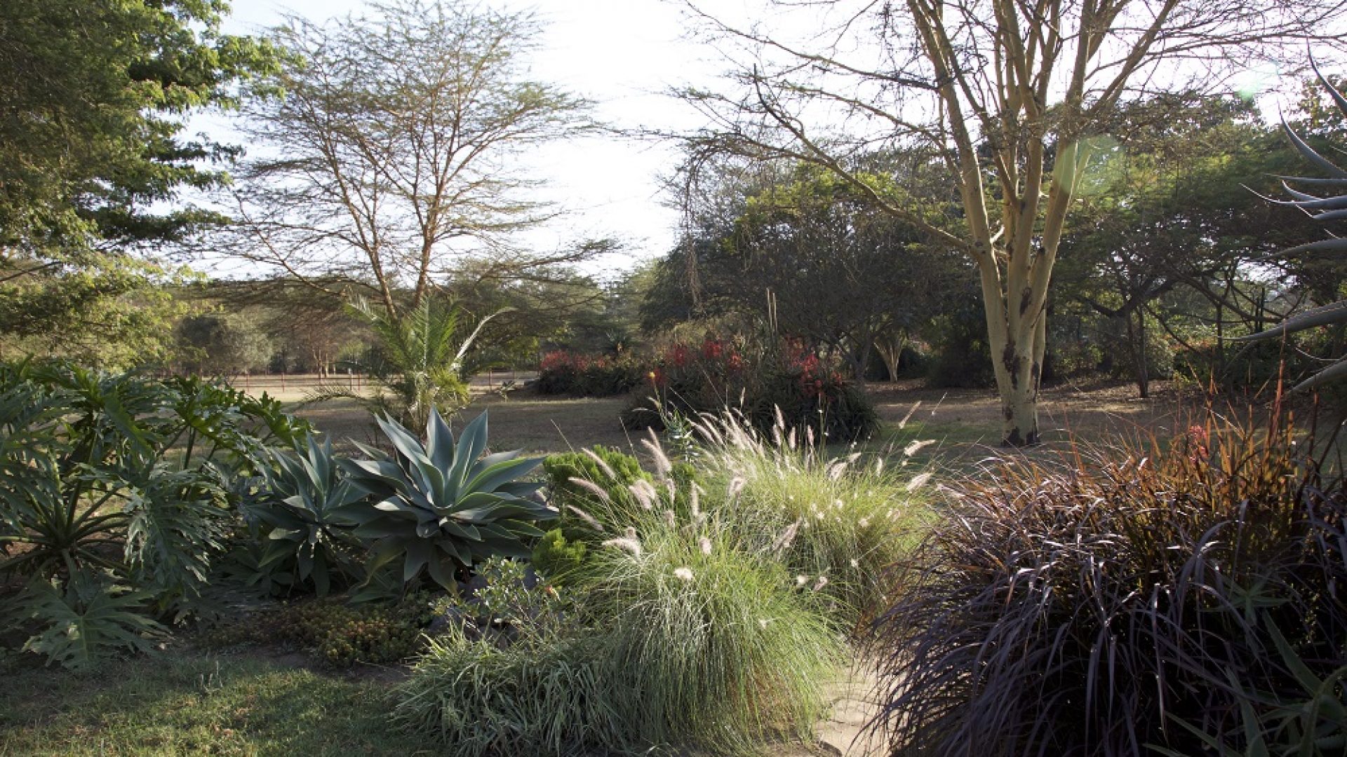 Garden of the 6 Bedroom House for Sale in Arusha by Tanganyika Estate Agents