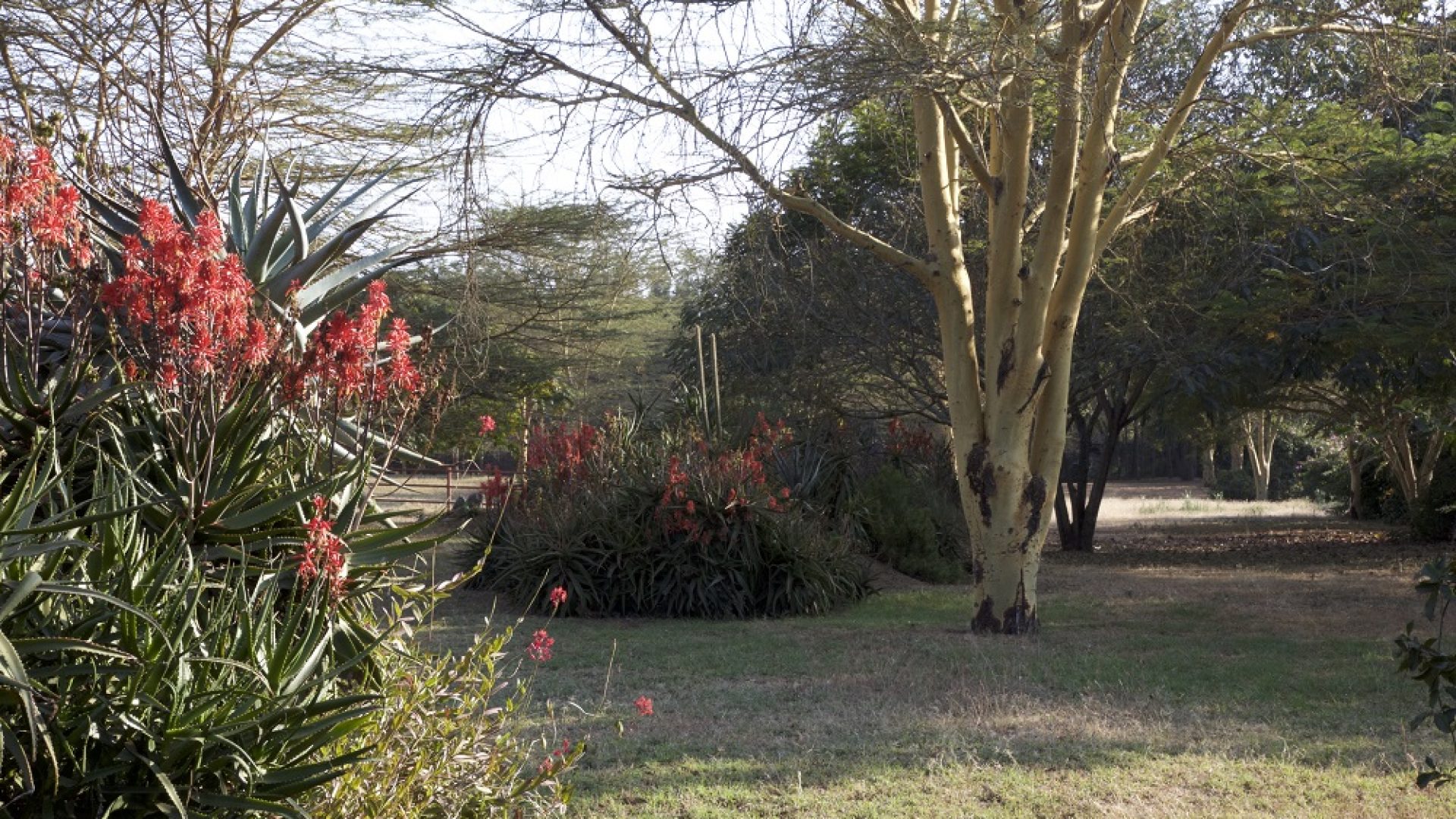 Garden of the 6 Bedroom House for Sale in Arusha by Tanganyika Estate Agents