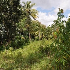 Some of the of the Land for Sale on Pugu Road, Dar es Salaam, by Tanganyika Estate Agents