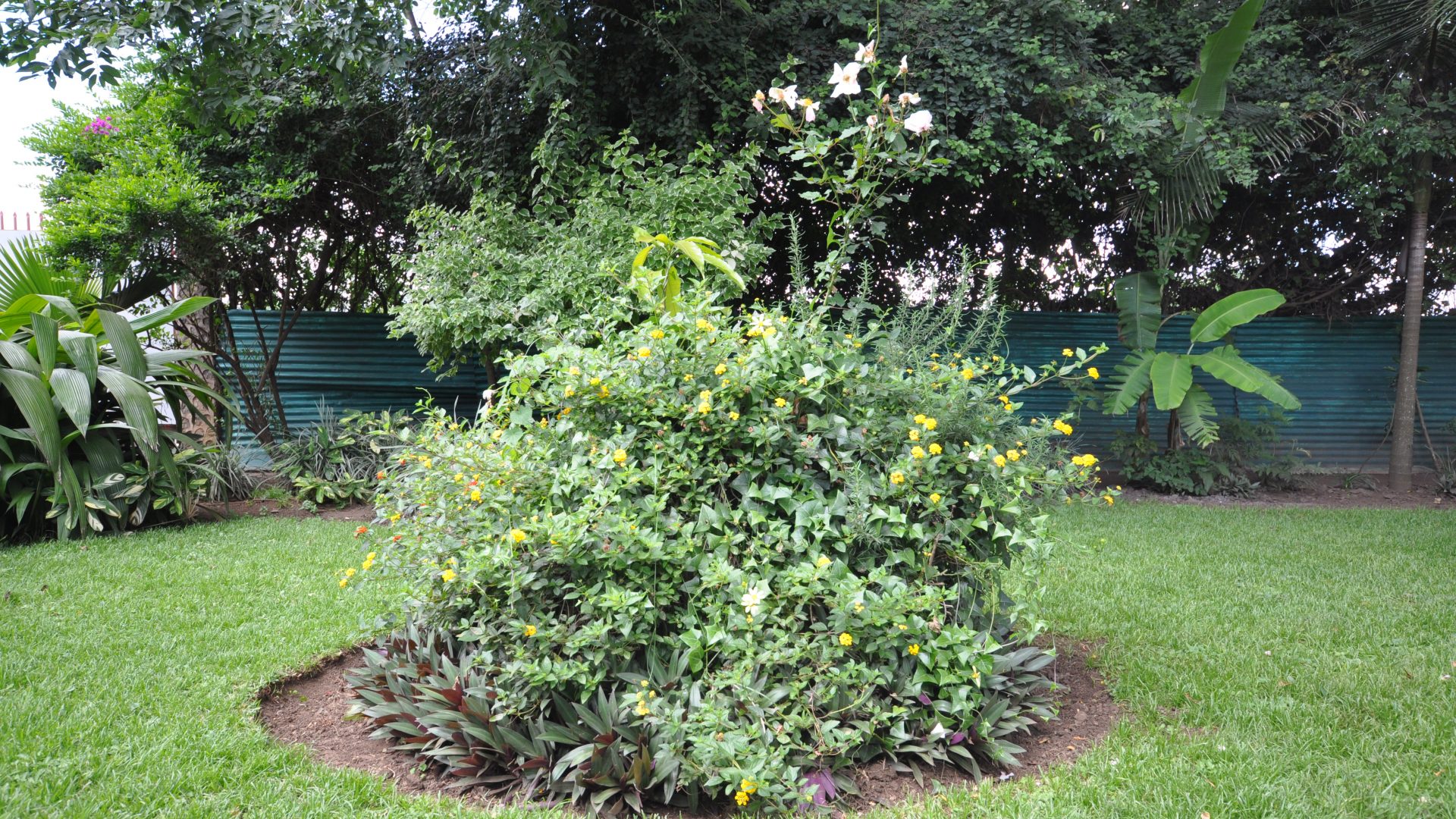 Plants Four Bedroom Furnished House in Olorien by Tanganyika Estate Agents