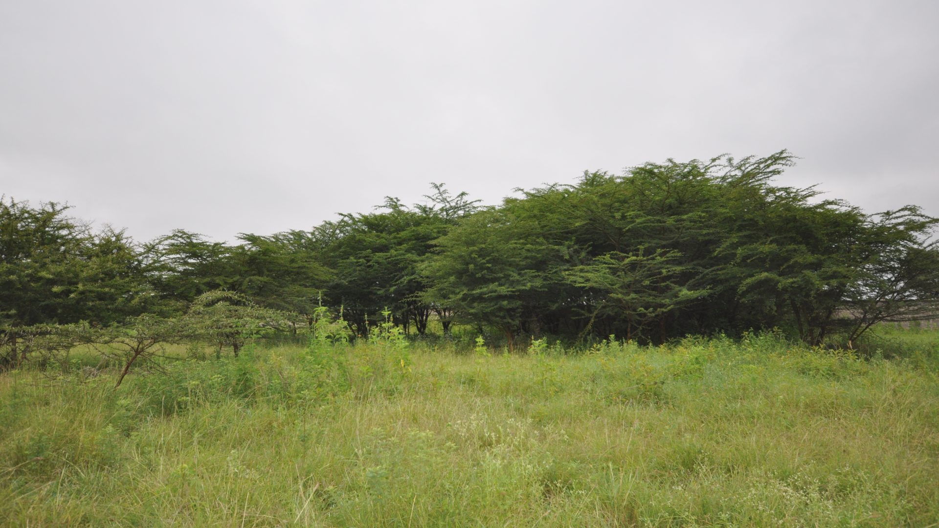 The 5.2 Acres of Land for Sale in Kisongo, Arusha by Tanganyika Estate Agents