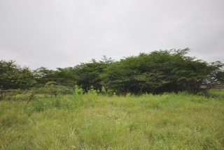 The 5.2 Acres of Land for Sale in Kisongo, Arusha by Tanganyika Estate Agents