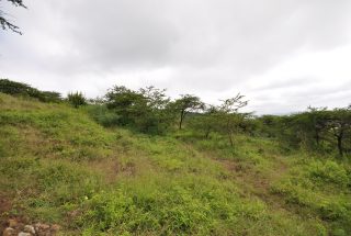 The Land Surrounding the 1 Bedroom Cottage for Sale in Mateves, Arusha by Tanganyika Estate Agents