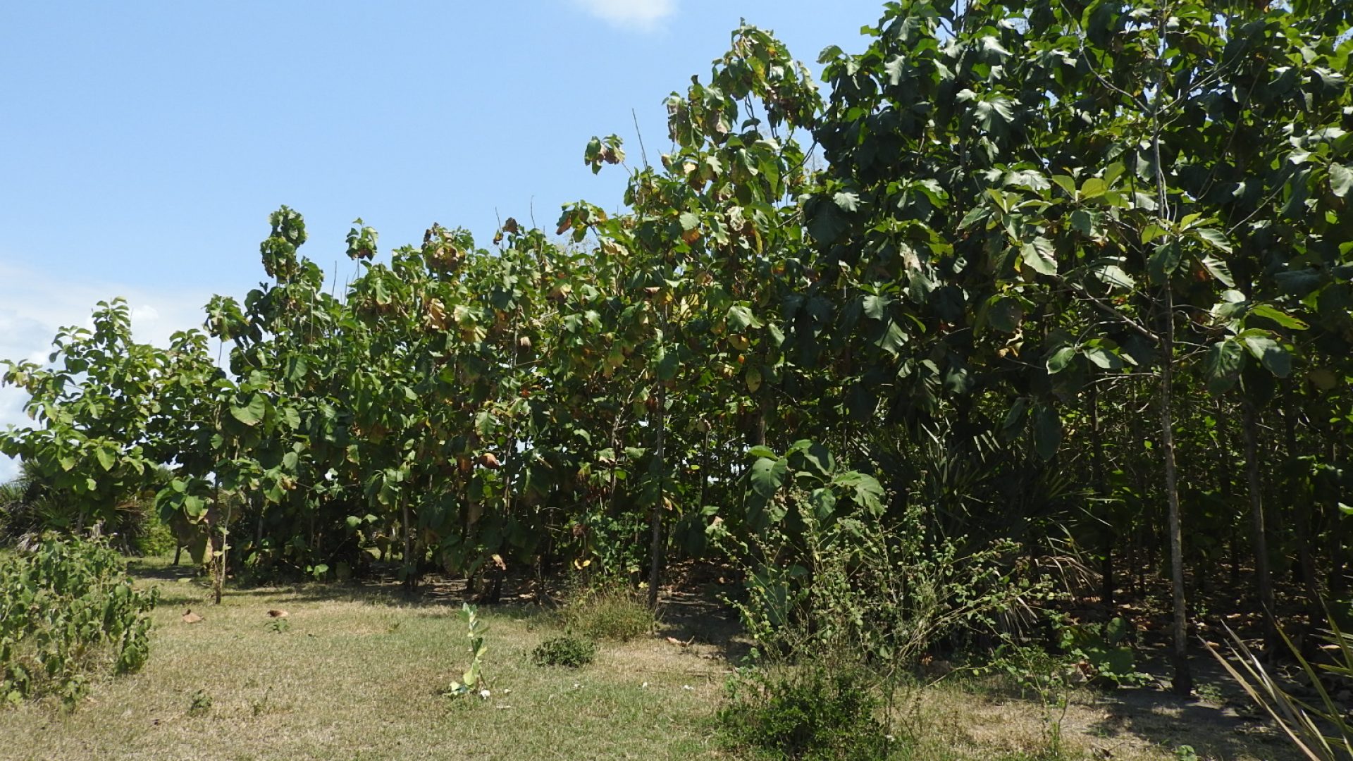 Kipumbwi – Teak Farm – South of Pangani