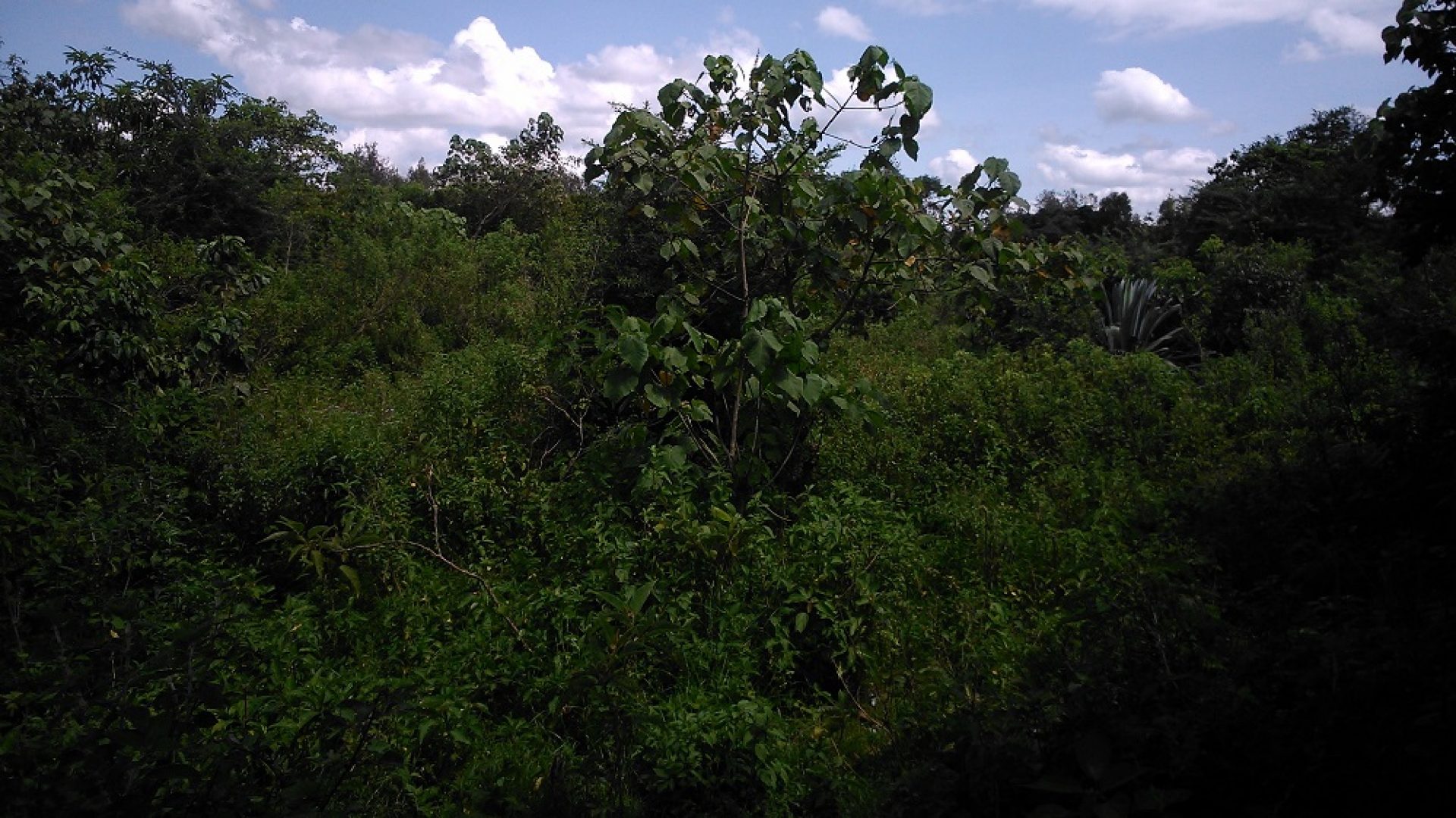 Four Acres of Land for Sale Arusha Nat’l Park