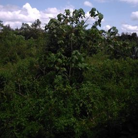 Four Acres of Land for Sale Bordering Arusha National Park by Tanganyika Estate Agents