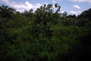 Four Acres of Land for Sale Bordering Arusha National Park by Tanganyika Estate Agents