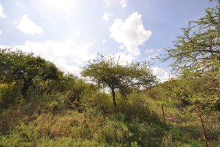 Land of the 7 Bedroom Home for Sale in Mateves, Arusha by Tanganyika Estate Agents