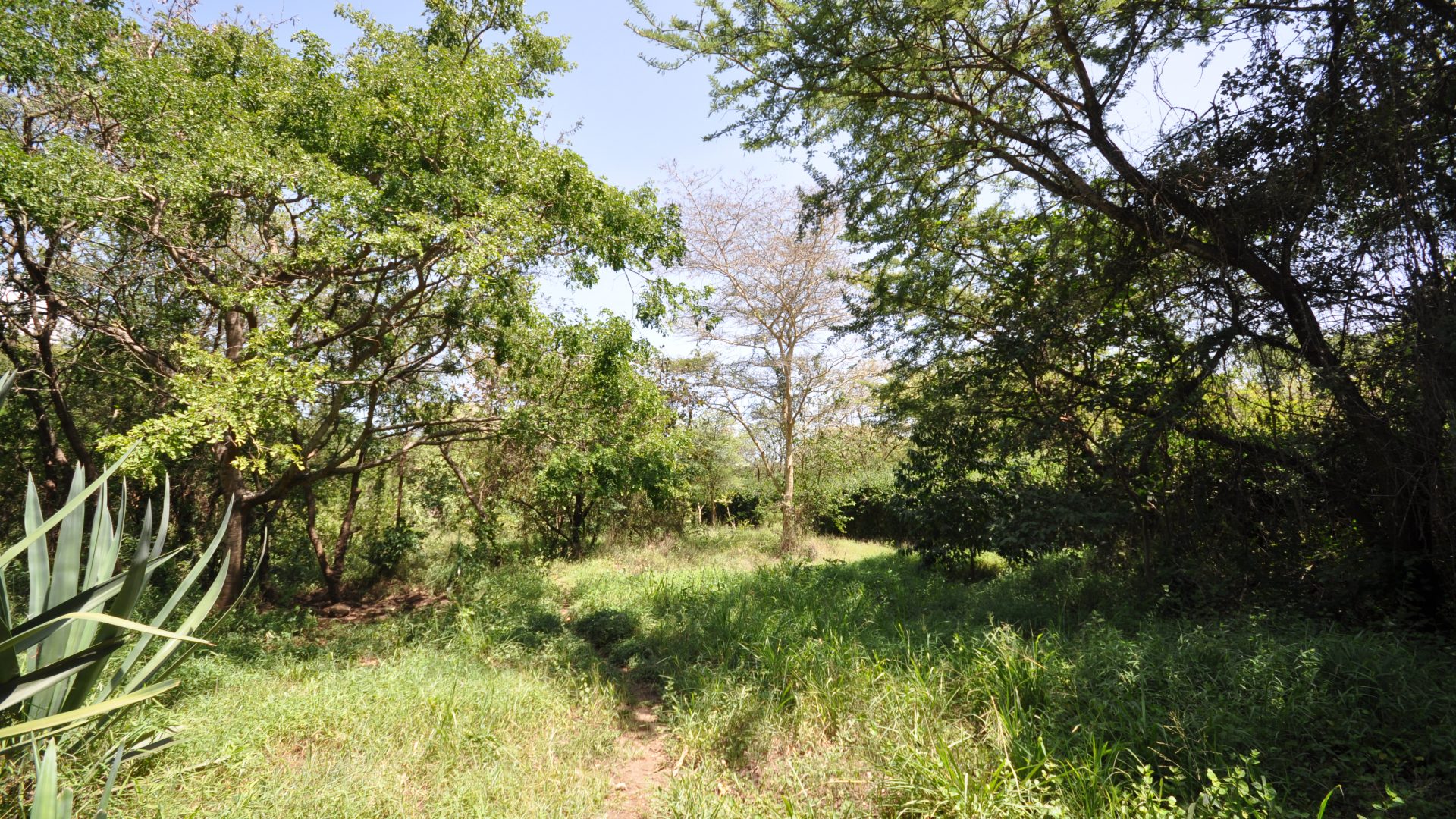 Trees of the 5 Bedroom Cottage for Sale in Usa River, Arusha by Tanganyika Estate Agents