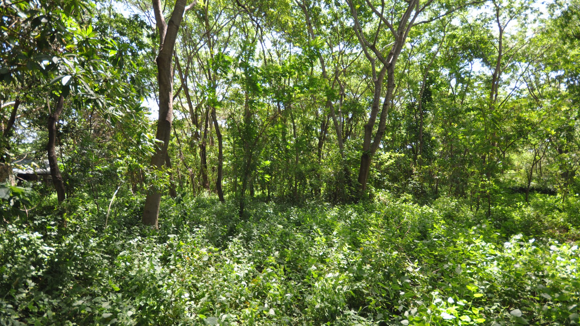 The trees of the 5 Bedroom Cottage for Sale in Usa River, Arusha by Tanganyika Estate Agents