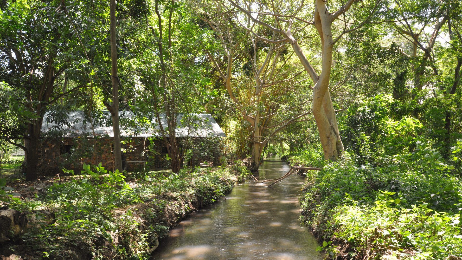 The Stream passing through the of the 5 Bedroom Cottage for Sale in Usa River, Arusha by Tanganyika Estate Agents