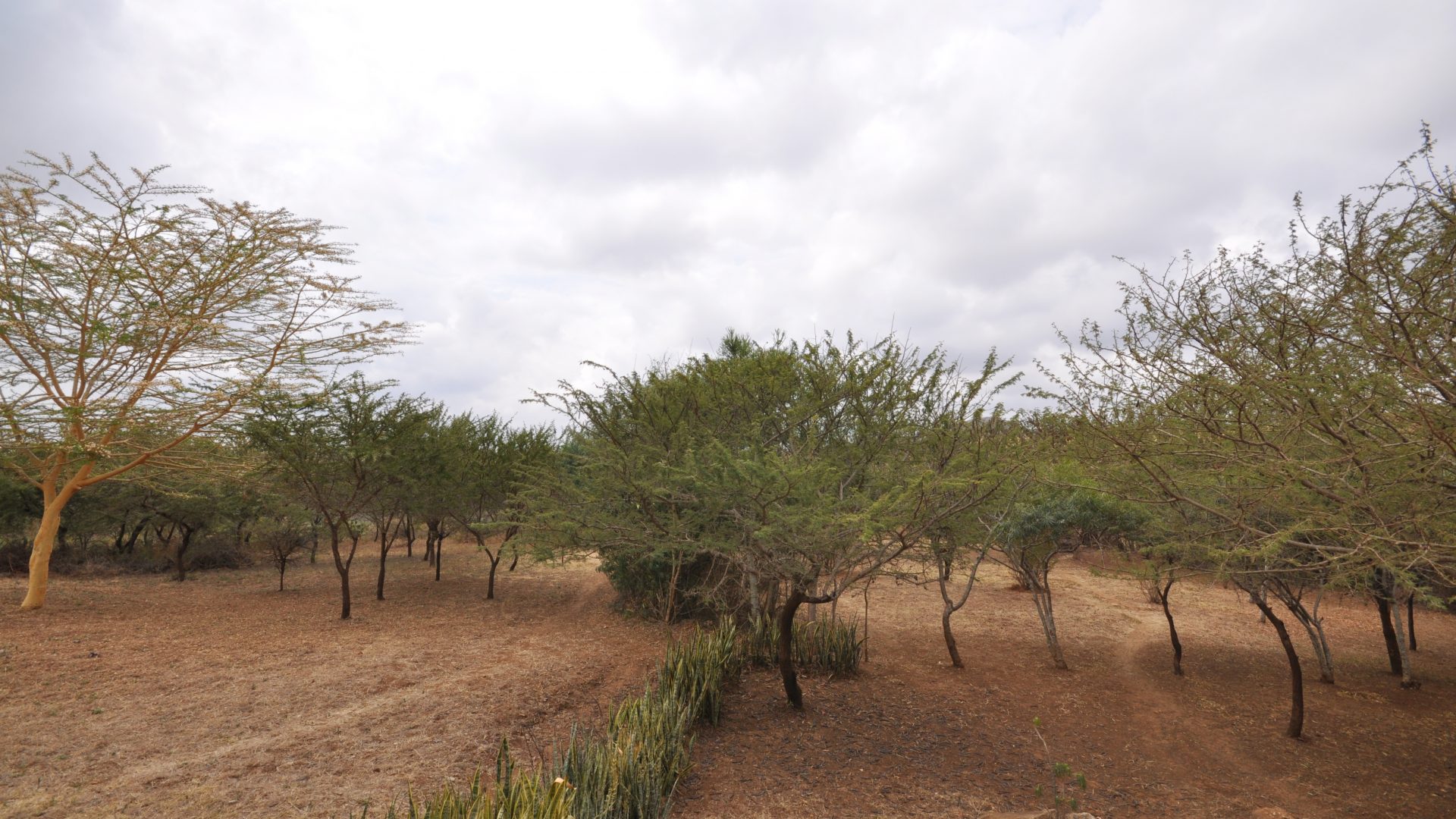 Land of the 2 Bedroom Home for Sale in Olasititi, Arusha by Tanganyika Estate Agents