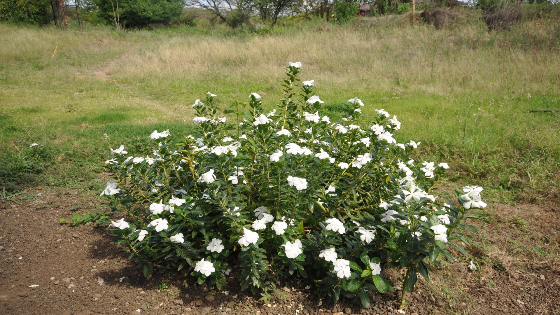 Flower Bed on the Commercial Property for Rent in Usa River, Arusha by Tanganyika Estate Agents