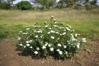 Flower Bed on the Commercial Property for Rent in Usa River, Arusha by Tanganyika Estate Agents
