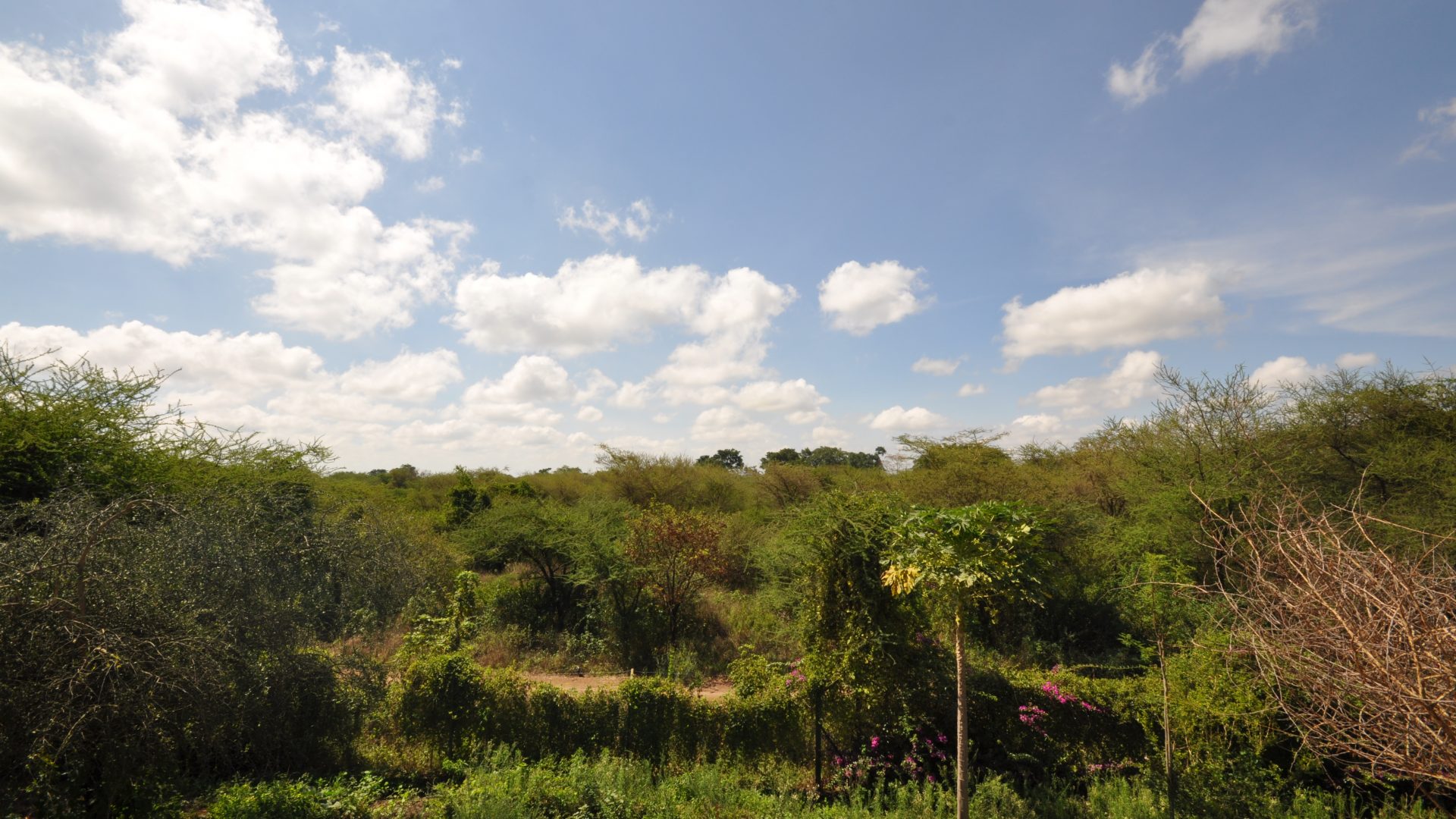 The Lush & Green Surroundings of the Commercial Property for Rent in Usa River, Arusha by Tanganyika Estate Agents
