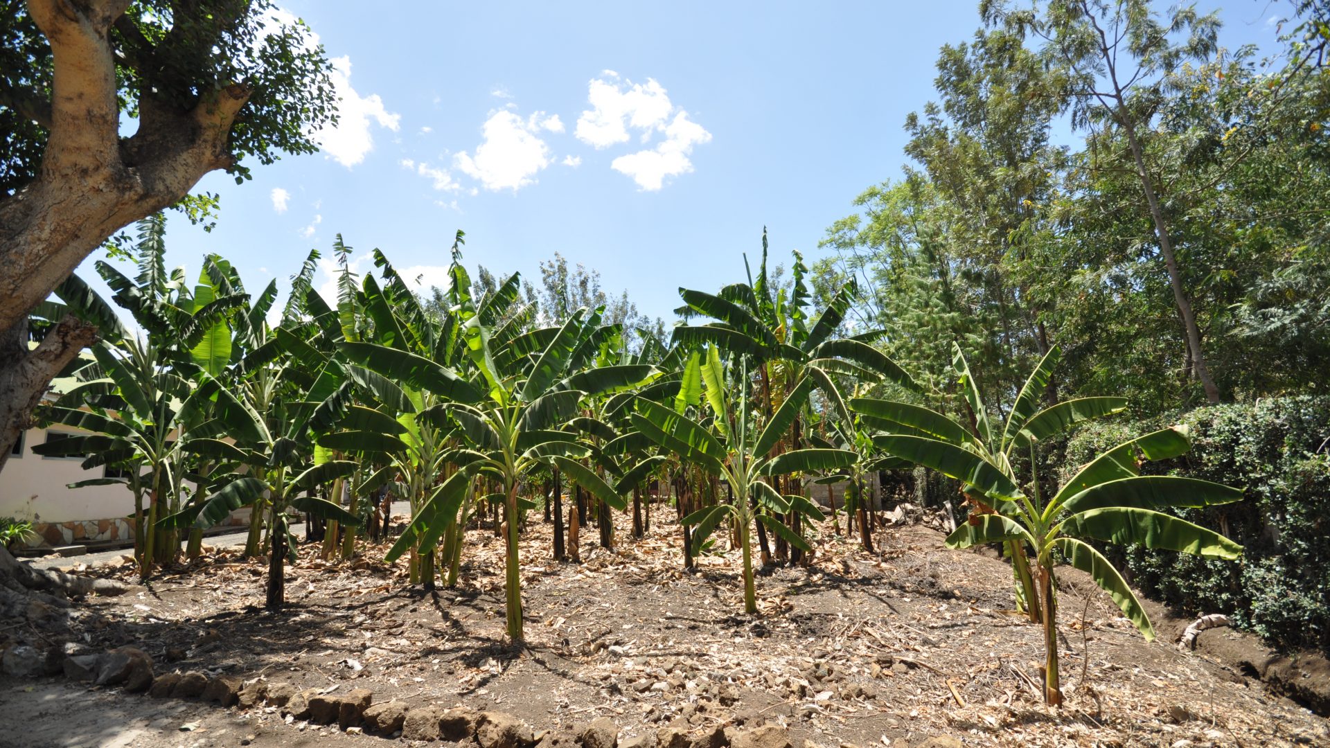 Plantains on the 17 Room Lodge for Sale in Usa River, Arusha by Tanganyika Estate Agents