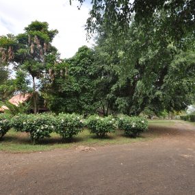 Drive way & Garden of the Six Bedroom House for Rent West of Arusha by Tanganyika Estate Agents