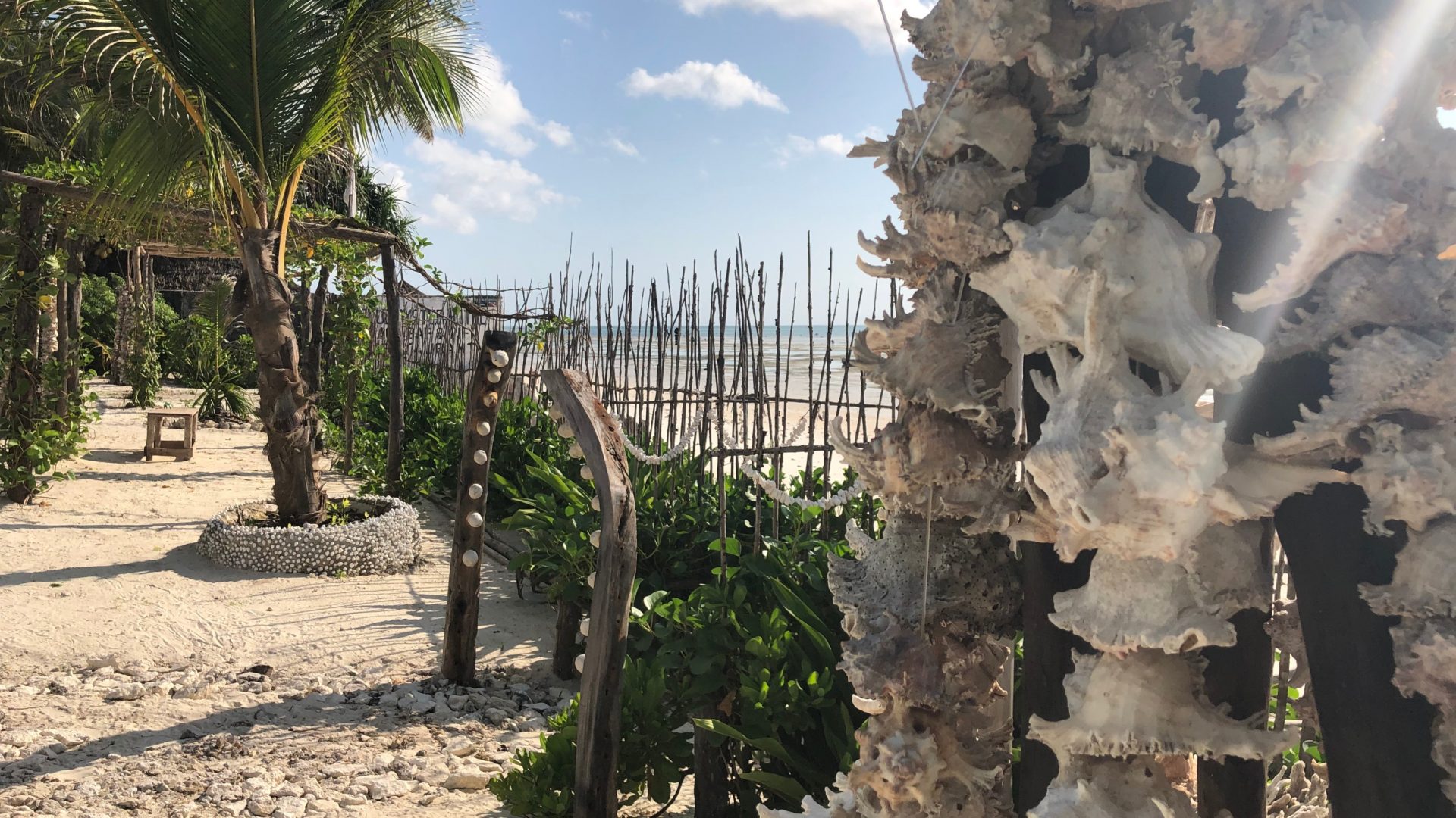 Some of the trees on Two Villa Hotel for Sale in Jambiani, Zanzibar by Tanganyika Estate Agents