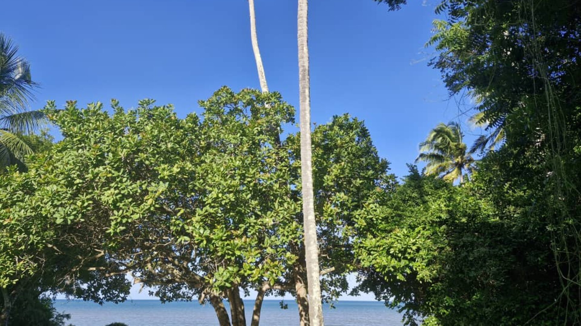 Kigombe – A lush 12 acre beach property-beach houses plus commercial opportunity
