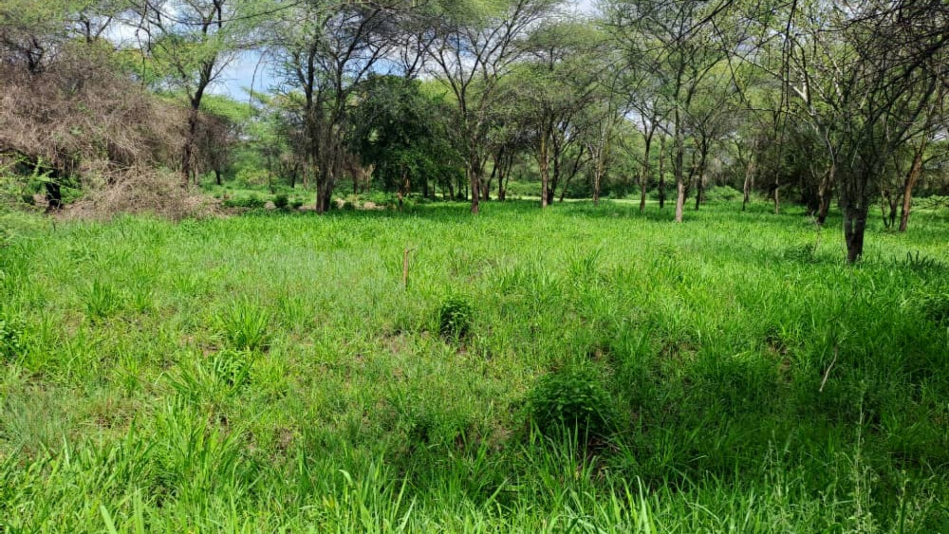 1.23 Acres Piece of Land on Kiligolf Plot A