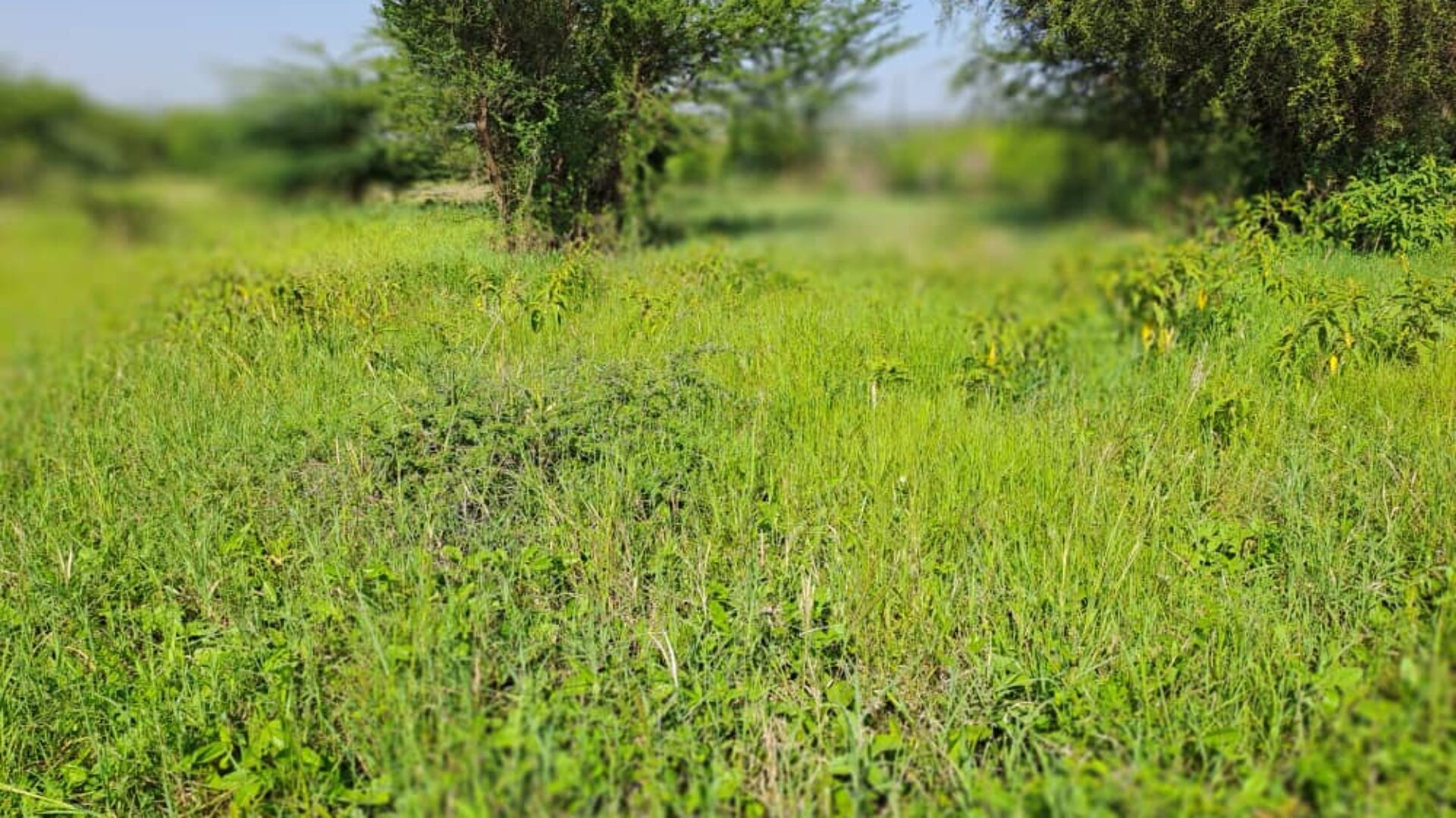 7.8 Acres for Sale in Kisongo