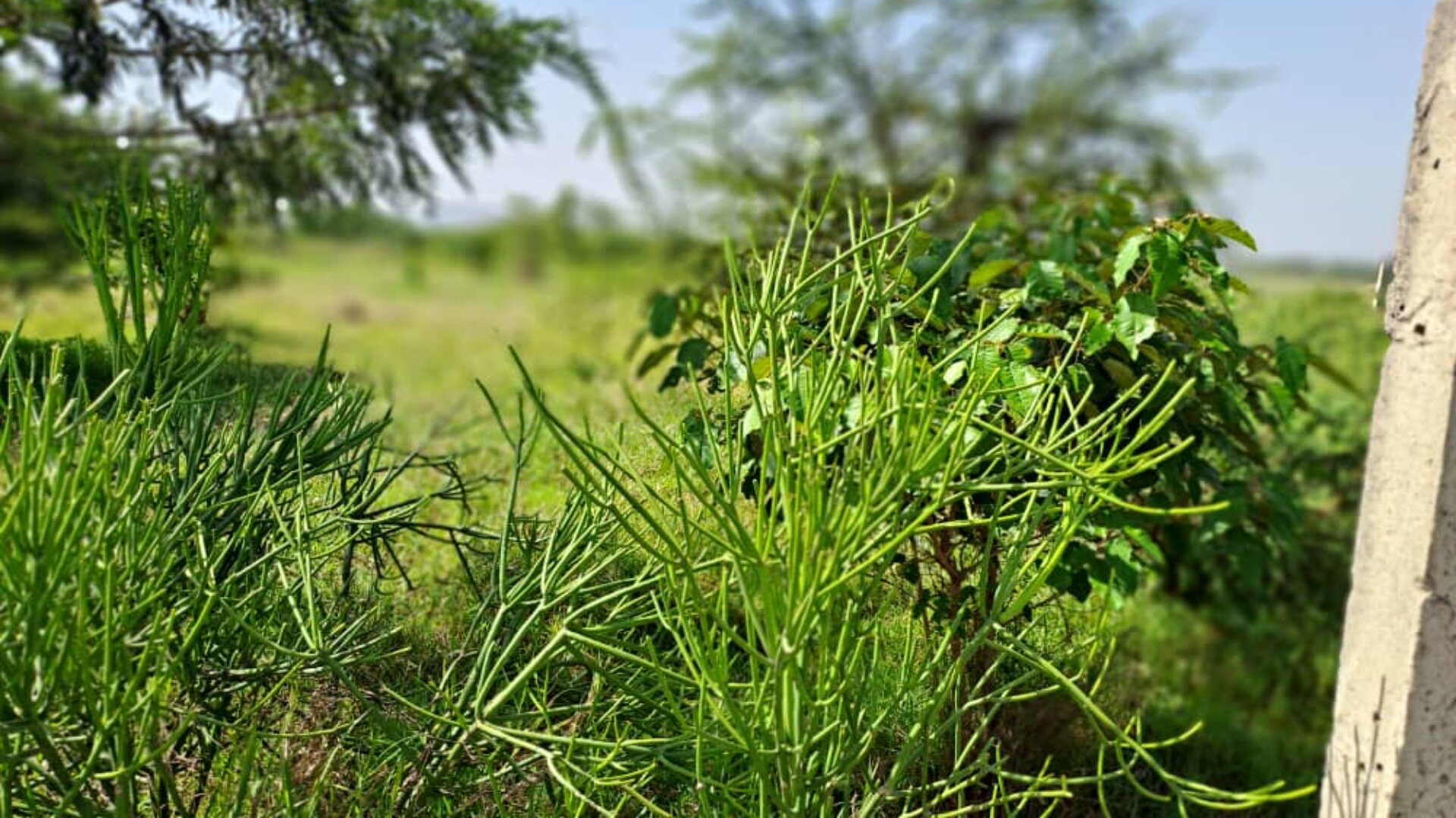 10.3 Acres for Sale in Kisongo