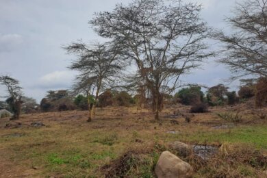 20 Acres For Sale in Dolly Usa River