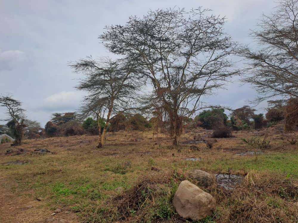 20 Acres For Sale in Dolly Usa River