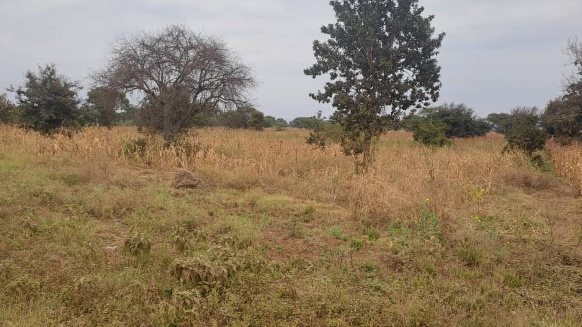 1.5 Acres in Kingori Arusha