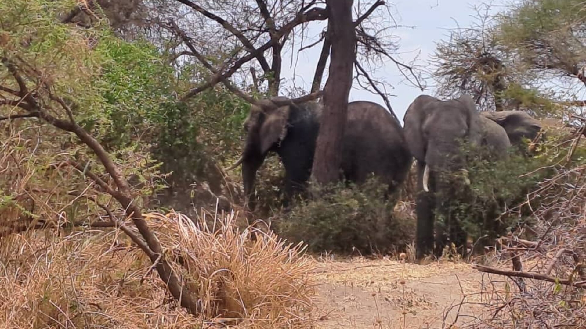 Exclusive 26-Acre Property Next to Tarangire National Park