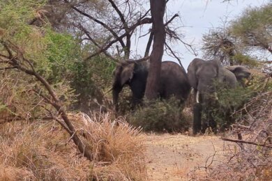 Exclusive 26-Acre Property Next to Tarangire National Park