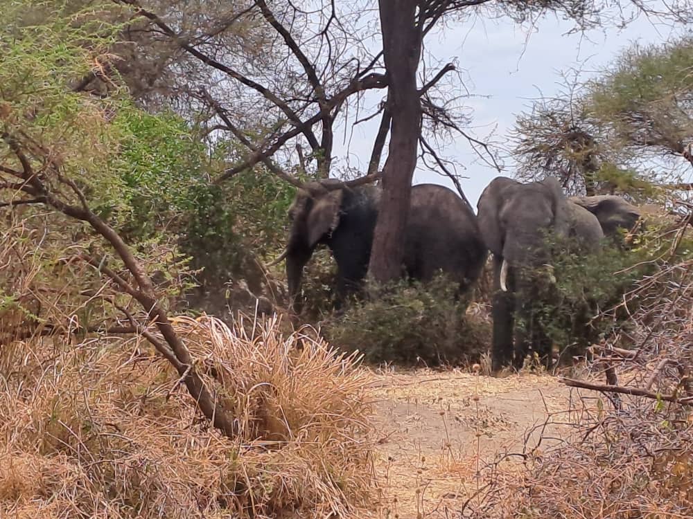 Exclusive 26-Acre Property Next to Tarangire National Park