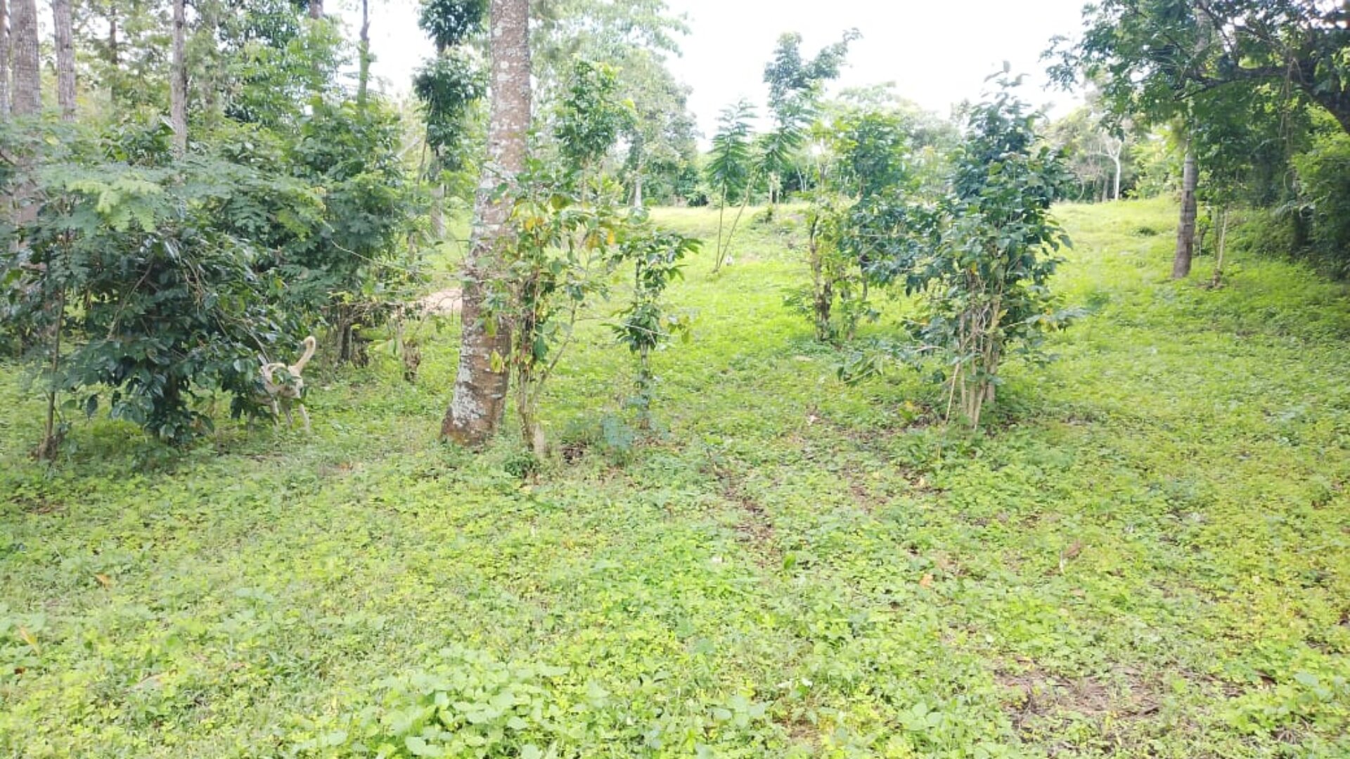 Prime Land for Sale Bordering Arusha National Park